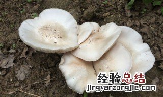 洋菇是什么 洋菇是什么东西