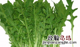 芝麻菜是什么 芝麻菜是什么菜