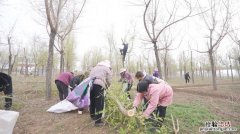 几月份野外挖榆树好，野外挖的榆树怎么栽