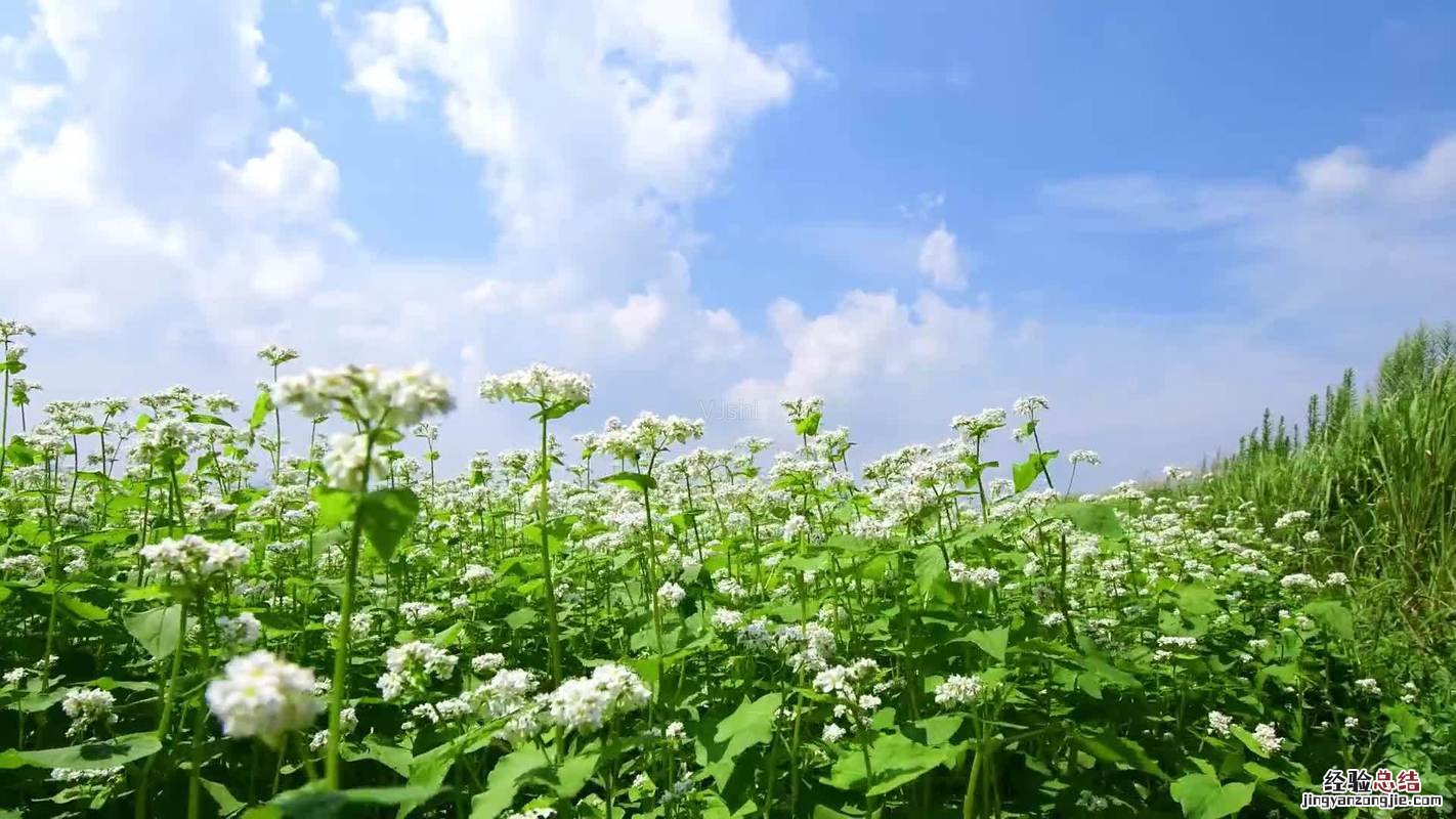 野荞麦和天荞麦的区别