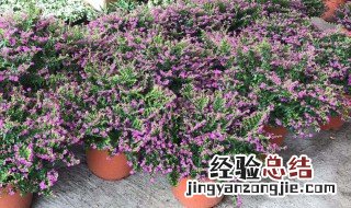 常青花养殖方法 常青花养殖方法有哪些