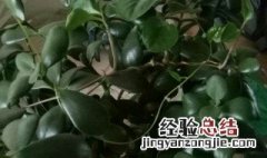 八宝树怎么养才长得好