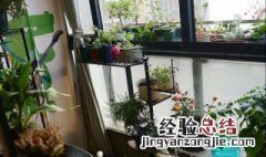 阳台种植什么果树好 阳台种什么果树风水好