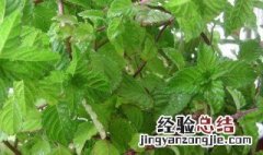 凉粉草种植技术和方法视频 凉粉草种植技术和方法