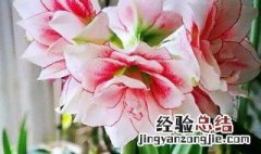 朱顶红夏天怎么养才长得好快 朱顶红夏天怎么养才长得好