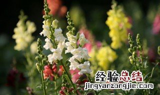 金鱼草应该怎样养才合适 金鱼草如何养
