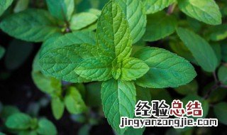 薄荷迷迭香怎么养才长得好 薄荷迷迭香是什么东西