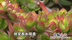 冬天浇水一句话，保花能活20年！