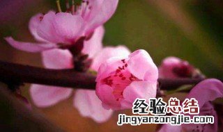 桃花象征着什么 桃花的寓意和象征