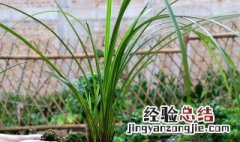 兰花的养殖方法和注意事项大全种植方法 兰花的养殖方法和注意事项大全