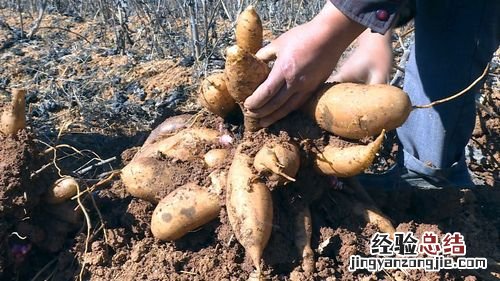 雪莲果的种植方法