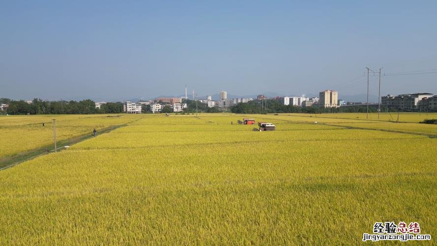 君子兰施复合肥行吗，施复合肥一次放多少