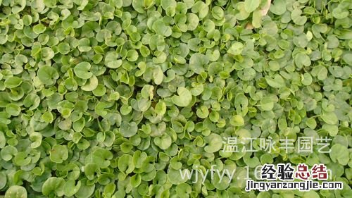 马蹄金怎么播种