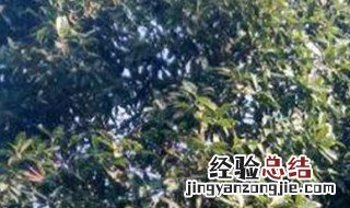 金刚的养殖方法 绿植黑金刚的养殖方法