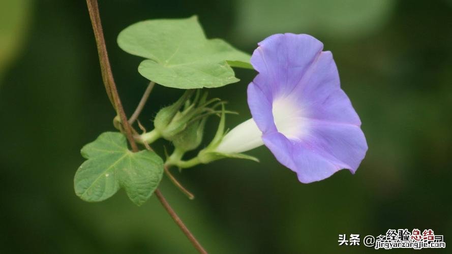 矮牵牛和牵牛花的区别