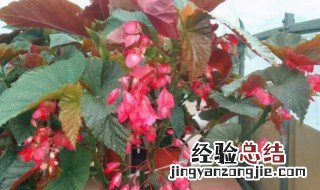 佛肚海棠怎么养才长得好快 佛肚海棠怎么养才长得好