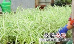 阳台盆栽植物种什么好风水 阳台种什么盆景风水好