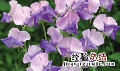 香豌豆花语是什么都有哪些 香豌豆花好养吗