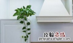 养不死的植物排名哪些 养不死的植物有哪些