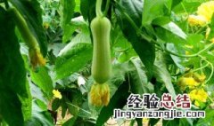 丝瓜种植方法 种植丝瓜的时候需要注意什么