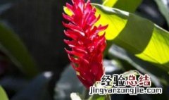 红丝姜花的养殖方法和技巧 红丝姜花的养殖方法和技巧视频