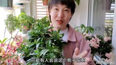 栀子花掉蕾是什么原因