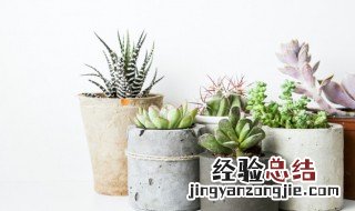 多肉怎么养出颜色才长得好看 多肉怎么养出颜色才长得好