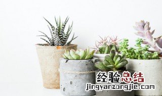 适合客厅的花卉植物 适合客厅的花卉植物 四季开花 无毒