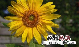 太阳花怎么养爆盆才长得好