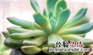 多肉植物如何浇水有哪些技巧和方法 多肉植物如何浇水有哪些技巧