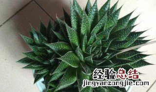 多肉植物波露怎么养才长得好