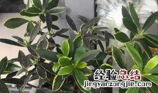 瑞香花夏天怎么养才长得好看 瑞香花夏天怎么养才长得好