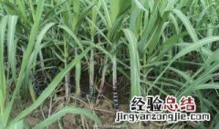 甘蔗的种植方法与时间 甘蔗的种植方法和时间介绍