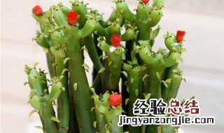 家里养光棍树吉利吗 家里养光棍树吉利吗如何养