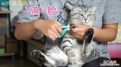 猫咪指甲多久剪一次