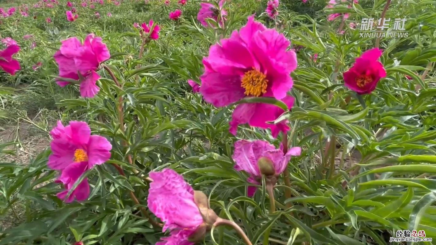 花儿花儿为谁开的下一句