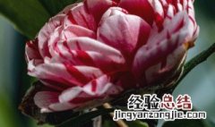 五色茶花怎么养才长得好 五色茶花怎么养才长得好快