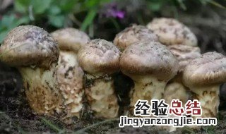 松茸种植技术方法 关于松茸种植技术的方法