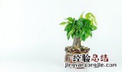 招财绿植有哪些图片 招财绿植有哪些