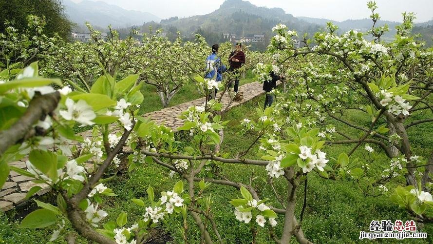 梨树什么时候开花