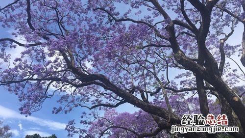 蓝花楹与红花楹区别