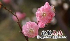 梅花寓意 梅花寓意是什么