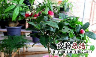 耐冬种植和养殖方法和注意事项 耐冬怎么养殖方法