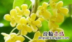 桂花种植技术方法 桂花如何栽培