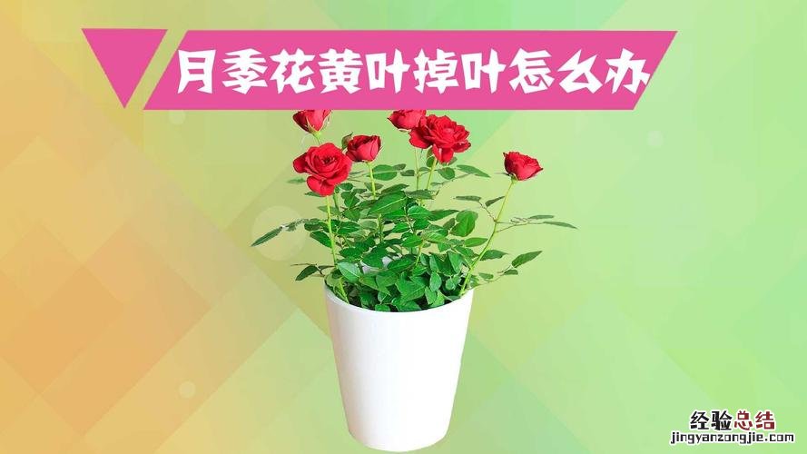 月季花的养殖方法