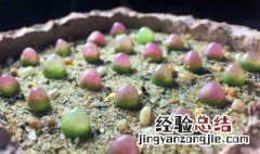 多肉灯泡怎么养才长得好 多肉灯泡怎么养才长得好快