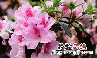 杜鹃花怎么长高 杜鹃花长的好的4种方法