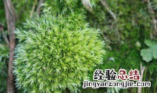 苔癣的养殖方法 苔癣的养殖方法和注意事项