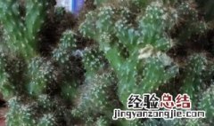 多肉植物五指山怎么养才长得好看 多肉植物五指山怎么养才长得好