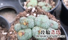 清姬多肉图片 多肉植物清姬怎么养